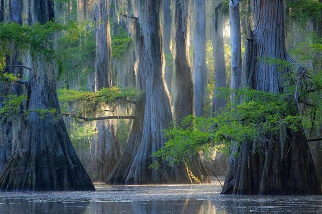 
C&acirc;y b&aacute;ch ở hồ Caddo, bang Texas, Mỹ. Ảnh: Vintika.net.
