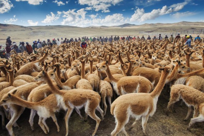 
C&aacute;nh đồng lạc đ&agrave; Vicuna ở miền nam Peru - Ảnh: National Geographic
