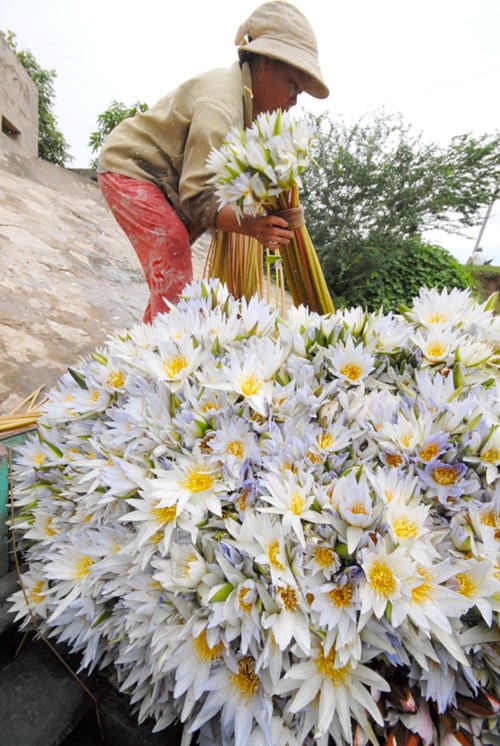 "Bông súng ma" dài 7m nở lúc nửa đêm ở miền Tây