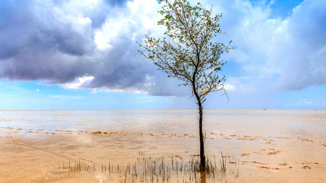 Cây cô đơn ở biển Mỏ Ó, Trần Đề - Ảnh: Nam Phạm