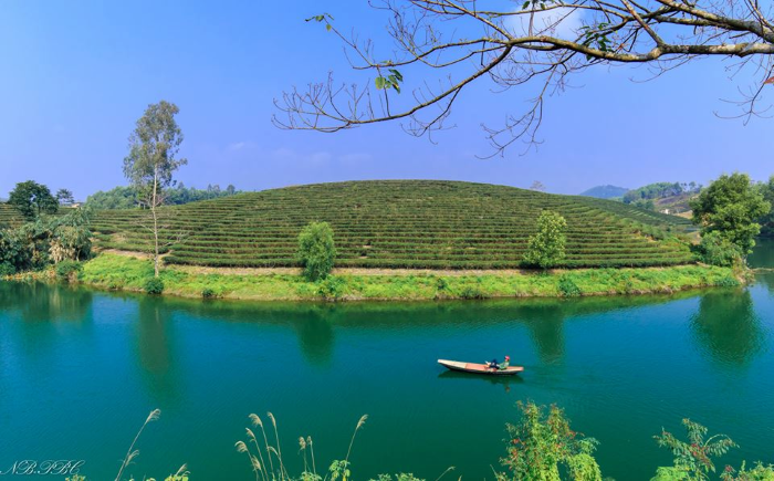 Vẻ đẹp n&ecirc;n thơ của ốc đảo:dưới l&agrave; d&ograve;ng nước trong veo, tr&ecirc;n l&agrave; đồi ch&egrave; mơn mởn (Ảnh: L&ecirc; Ngọc Bằng).