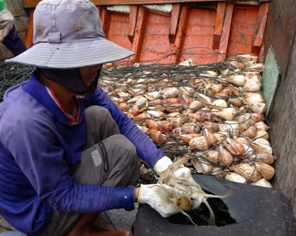 
Bạch tuộc c&ograve;n tươi sống như thế n&agrave;y chỉ c&oacute; gi&aacute; từ 60.000 - 80.000 đồng/kg
