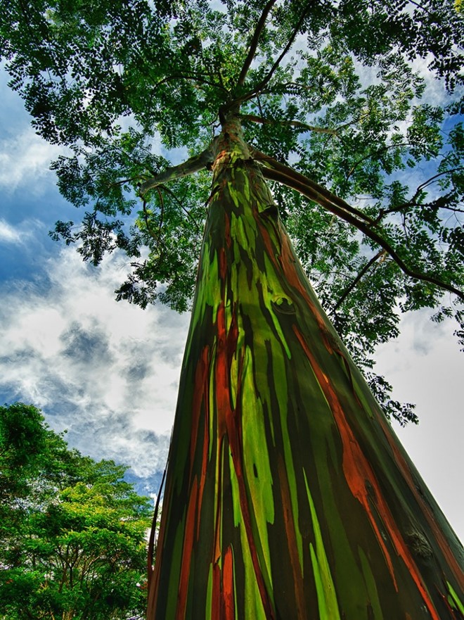 
C&acirc;y bạch đ&agrave;n cầu vồng, Hawaii, Mỹ. Ảnh: Jwilsonnorton. 
