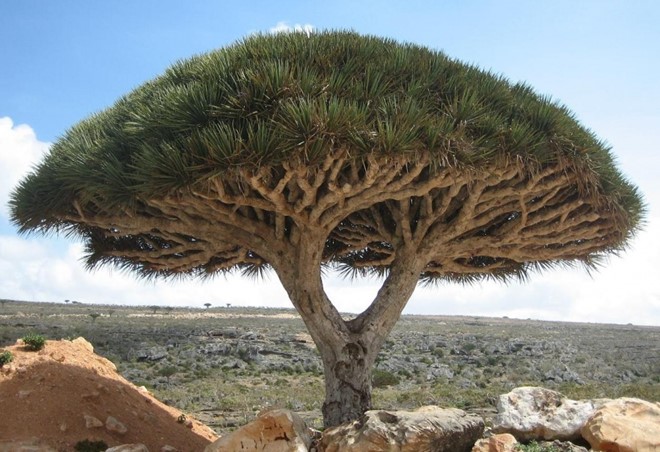 
Một c&acirc;y rồng tại đảo Socotra, t&acirc;y bắc Ấn Độ Dương. Ảnh: Verbaliststravel.

