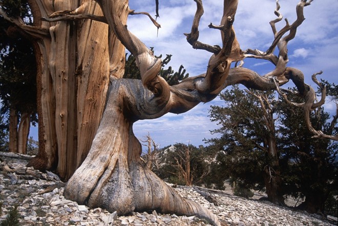 
C&acirc;y th&ocirc;ng n&oacute;n gai l&agrave; c&acirc;y gi&agrave; nhất tr&ecirc;n tr&aacute;i đất, nằm tr&ecirc;n n&uacute;i Trắng, bang California, Mỹ. Ảnh: Pinterest.
