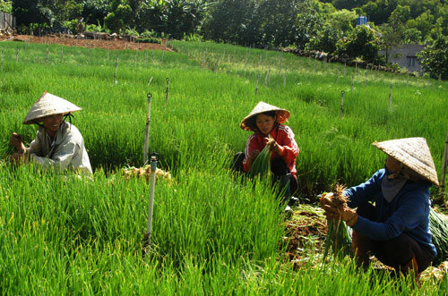 Rau củ Đà Lạt tăng giá mạnh