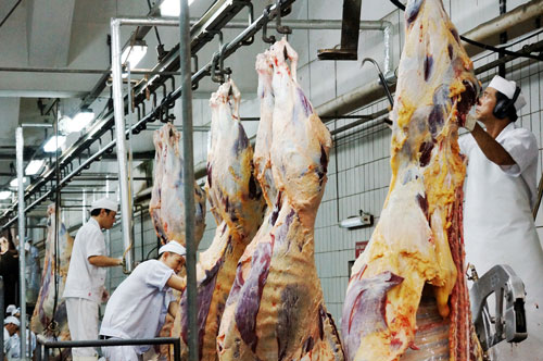 Lo Úc cấm xuất khẩu bò sang Việt Nam