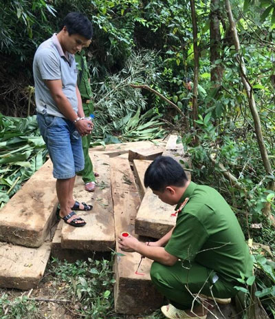 
Hiện trường vụ chặt ph&aacute; rừng tại x&atilde; Y&ecirc;n Tĩnh, huyện Tương Dương, tỉnh Nghệ An
