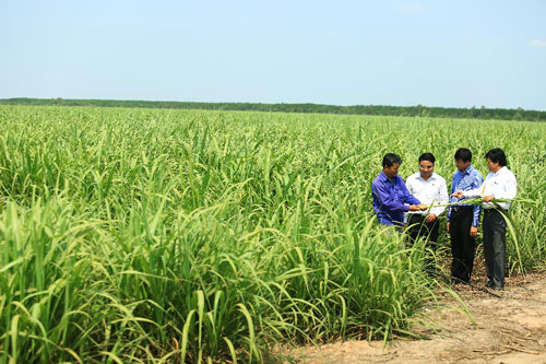 Thành Thành Công “gom” mía đường của HAGL