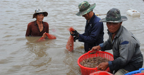 Bảo hiểm n&ocirc;ng nghiệp - Ch&igrave;a kh&oacute;a mở c&aacute;nh cửa t&iacute;n dụng xanh - Ảnh 2.