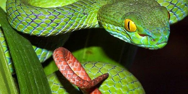 Bất an vì rắn độc