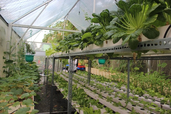 Nông trại rau hữu cơ 5 tỉ giữa phố nhà giàu ở Sài Gòn