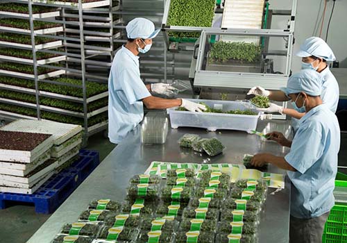 VinEco sẽ cam kết bao tiêu sản phẩm cho các hộ sản xuất trên toàn thị trường.
