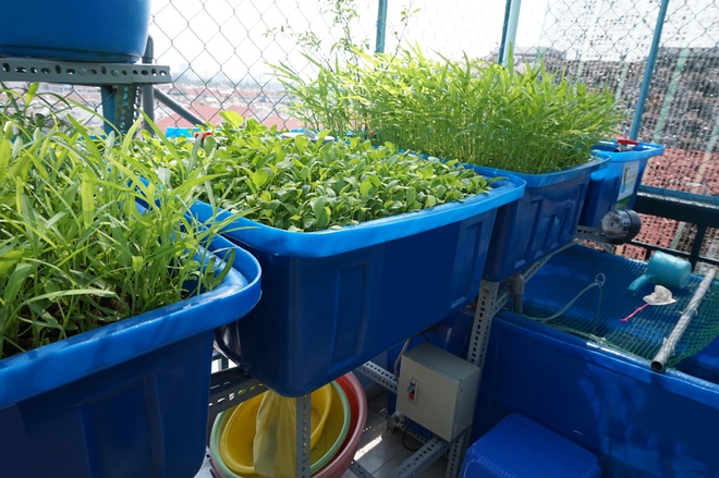 Gia đình Sài Gòn chi tiền triệu trồng rau, nuôi cá trên ban công