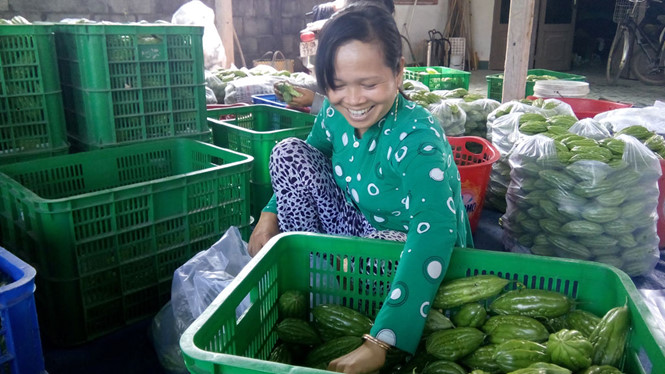 Trồng rau quả sạch thu nhập cao