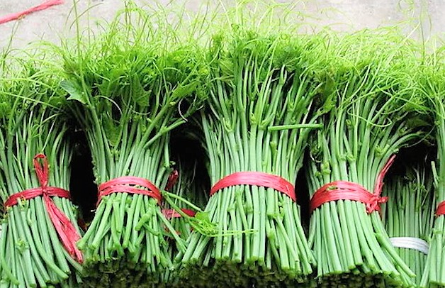 Đọt su tươi ngon