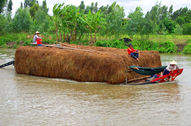 Hạn hán khốc liệt, dân miền Tây phải bán bò giá rẻ bèo