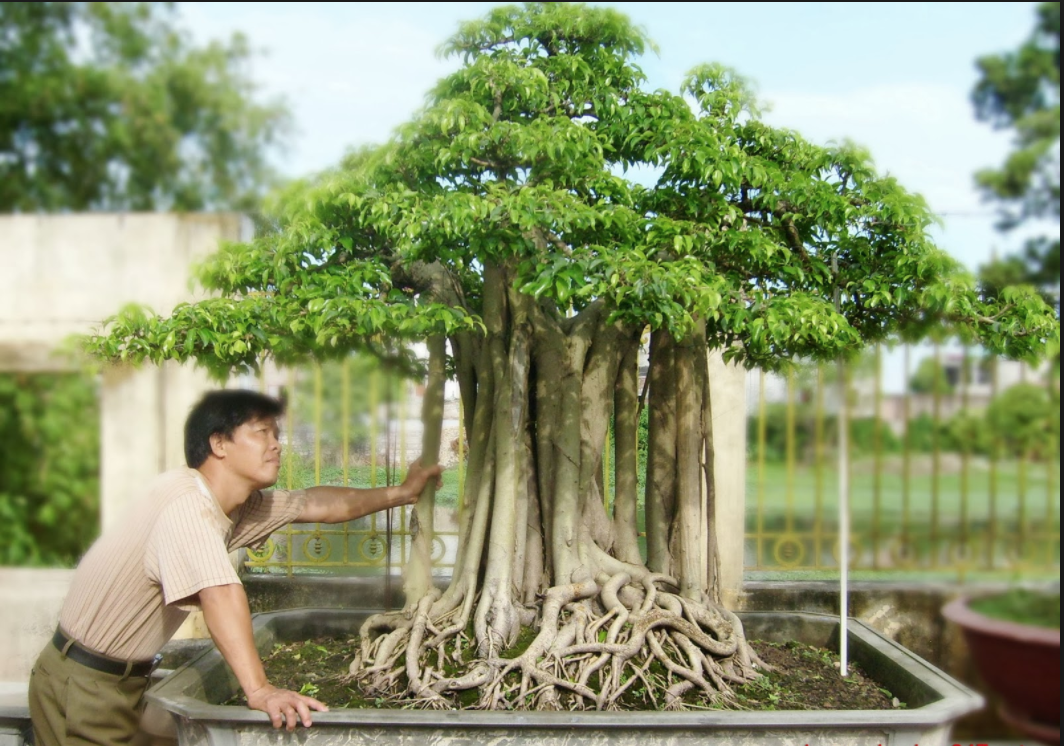 8 cây cảnh Việt Nam giá triệu đô