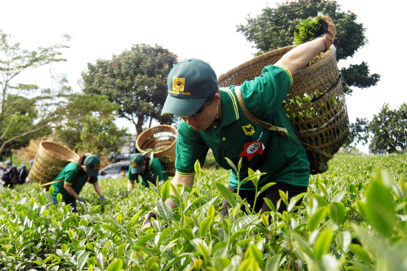 Lâm Đồng: Không tổ chức “Tuần lễ Văn hóa trà”