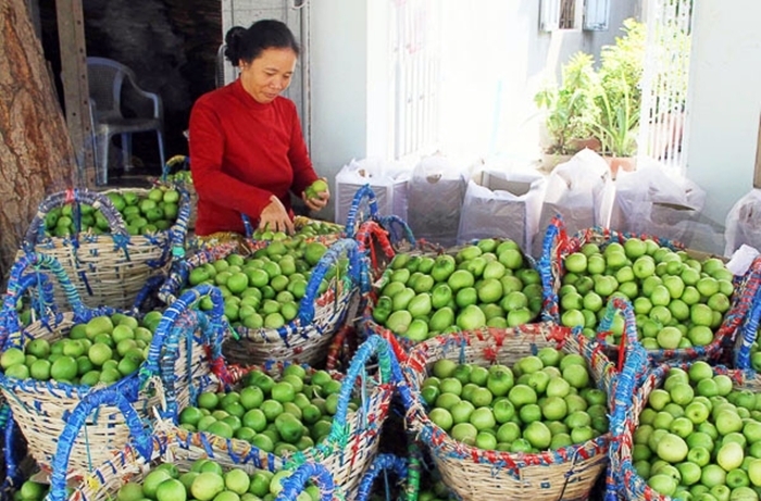 "Táo Ninh Thuận" chuẩn VietGAP ra thị trường