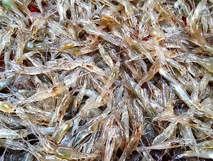 Tép rong tươi xanh