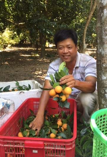 Thanh trà miền Tây mất mùa, giá tăng gấp 3