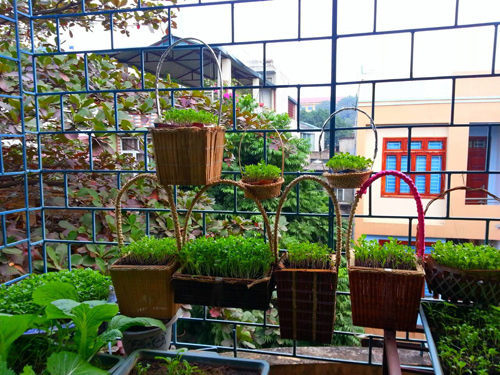 Bà mẹ Lào Cai trồng rau mầm kín bậu cửa sổ