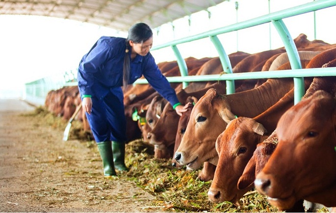 Thu hồi dự án 1.600 tỉ của Hoàng Anh Gia Lai