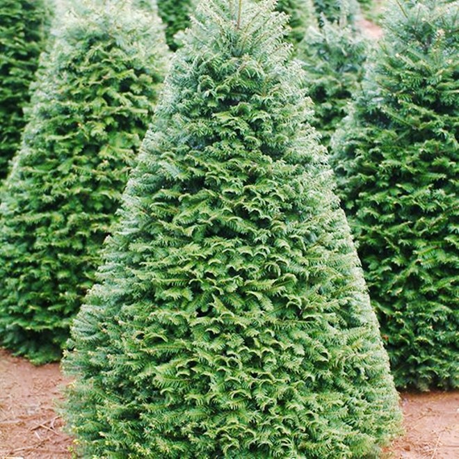 Cây thông Noel thật từ Mỹ giá 7 triệu đồng ở Sài Gòn