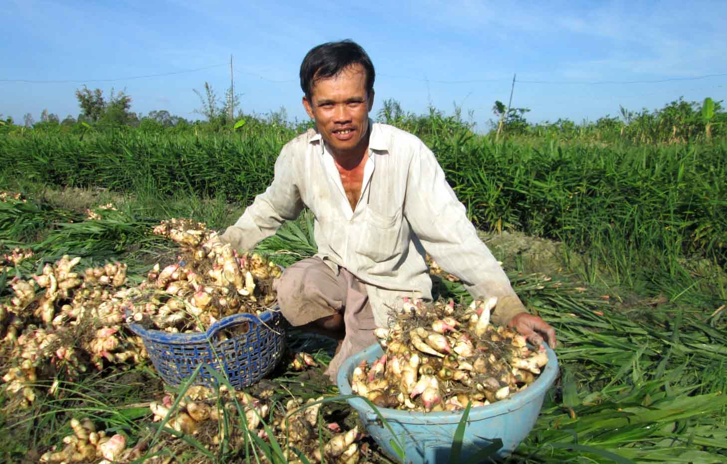 Gừng rớt giá thê thảm, nông dân miền Tây “khóc ròng”