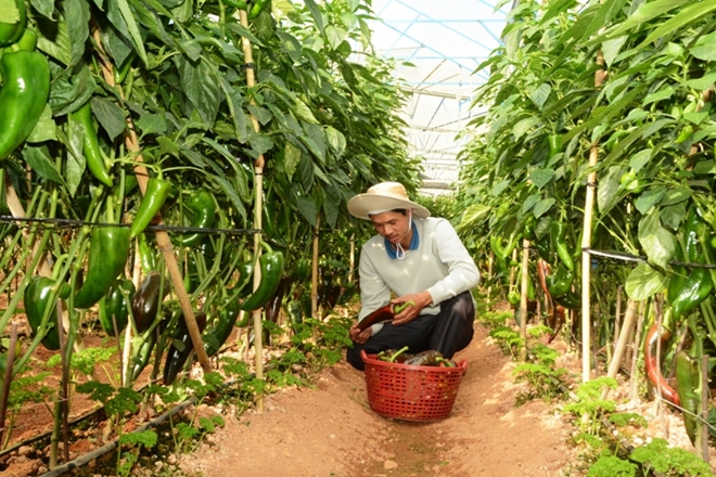 Ớt ngọt sừng b&ograve; cho năng suất rất cao
