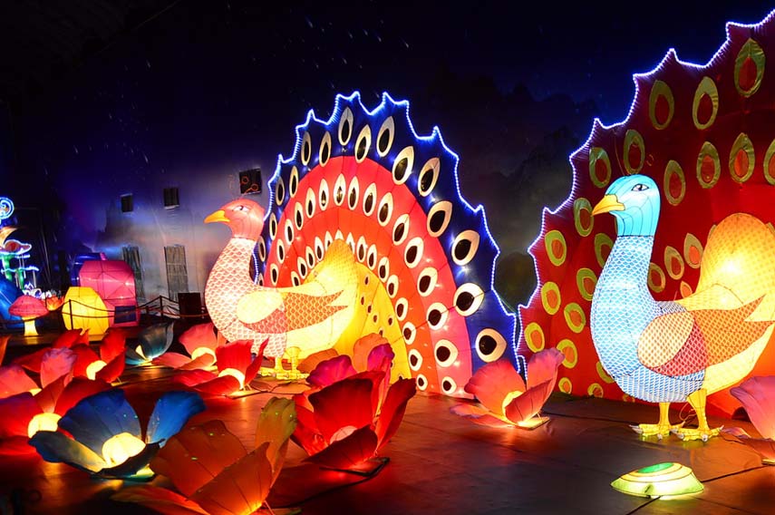 Đôi chim công