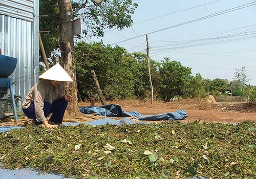 Hồ tiêu đối mặt khó khăn