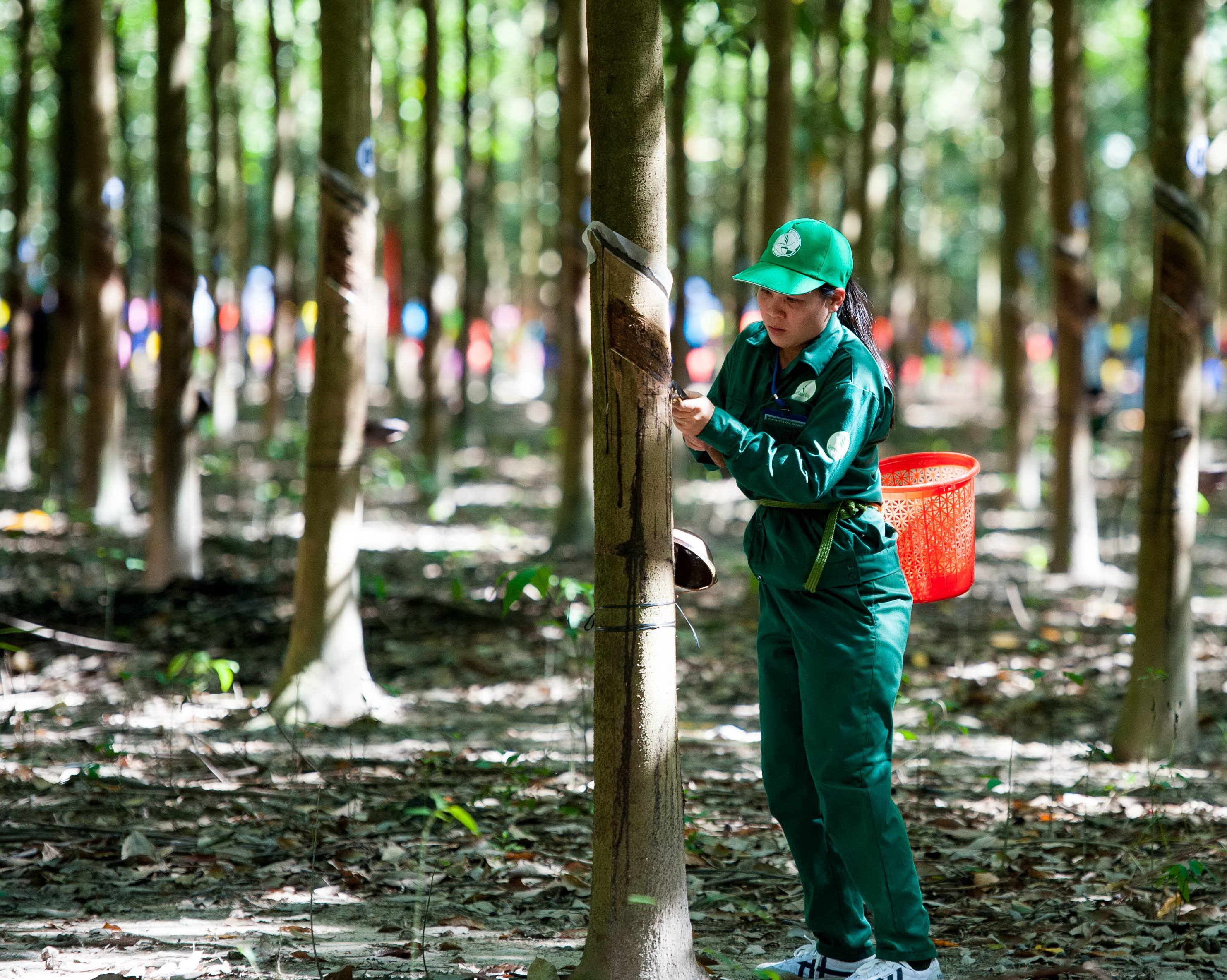 213 công nhân dự thi Bàn tay vàng ngành cao su