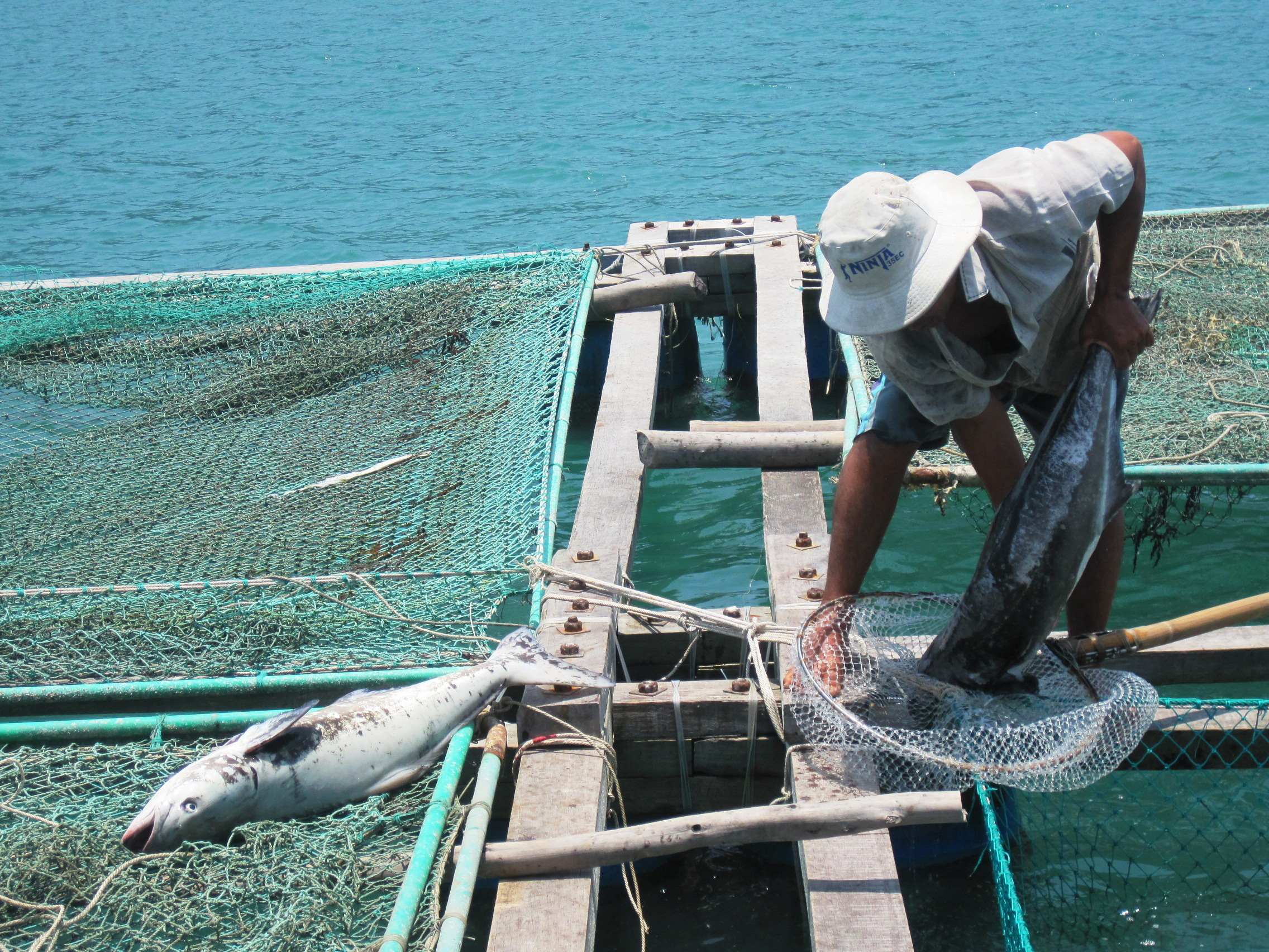 “Trăm dâu” đổ... biển