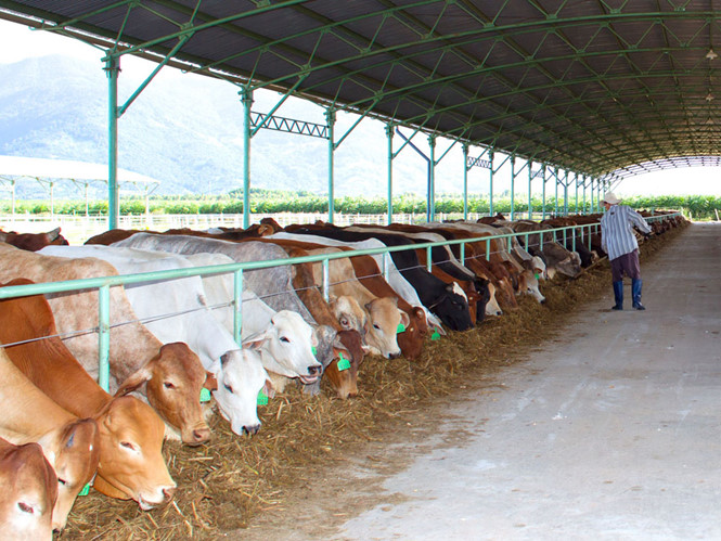Không có chuyện thanh tra Tập đoàn Hoàng Anh Gia Lai