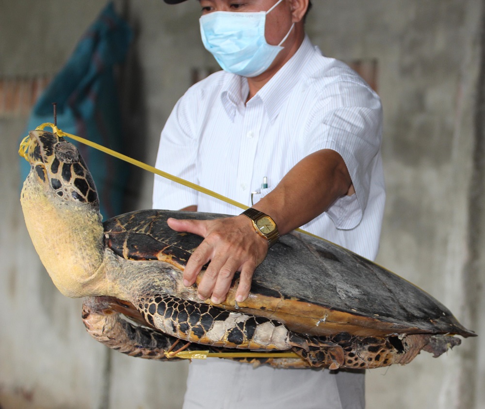 Xác rùa biển quý hiếm
