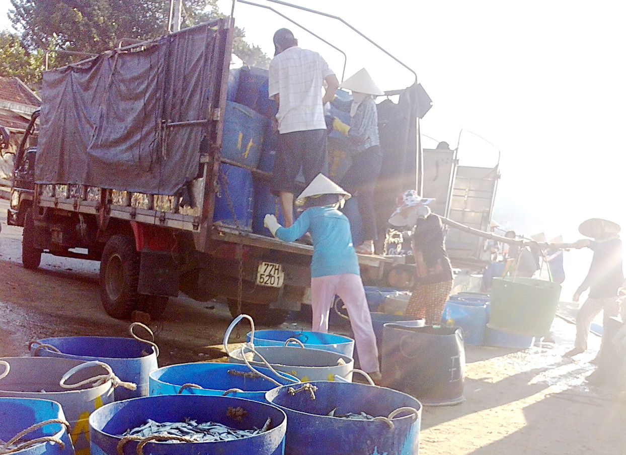 Ngư dân trúng đậm cá dò