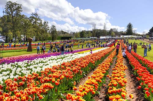 Đi dự lễ hội hoa Tulip lớn nhất Melbourne
