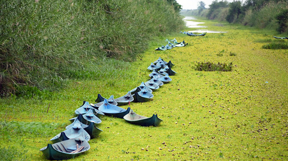 Rừng U Minh chinh phục du khách BenThanh Tourist