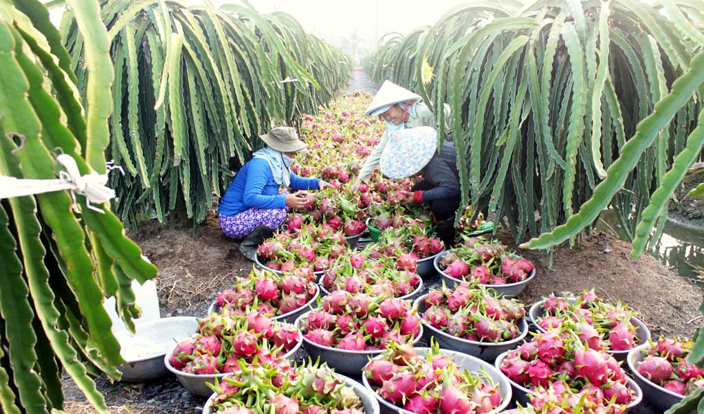 
Ứng dụng khoa học - c&ocirc;ng nghệ để tăng năng suất thanh long. Ảnh B&aacute;o Long An
