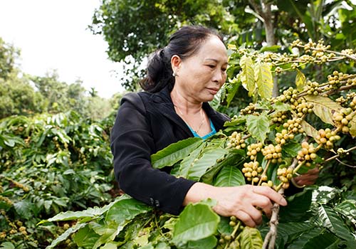 Người góp phần bảo tồn di sản cà phê Buôn Mê Thuột