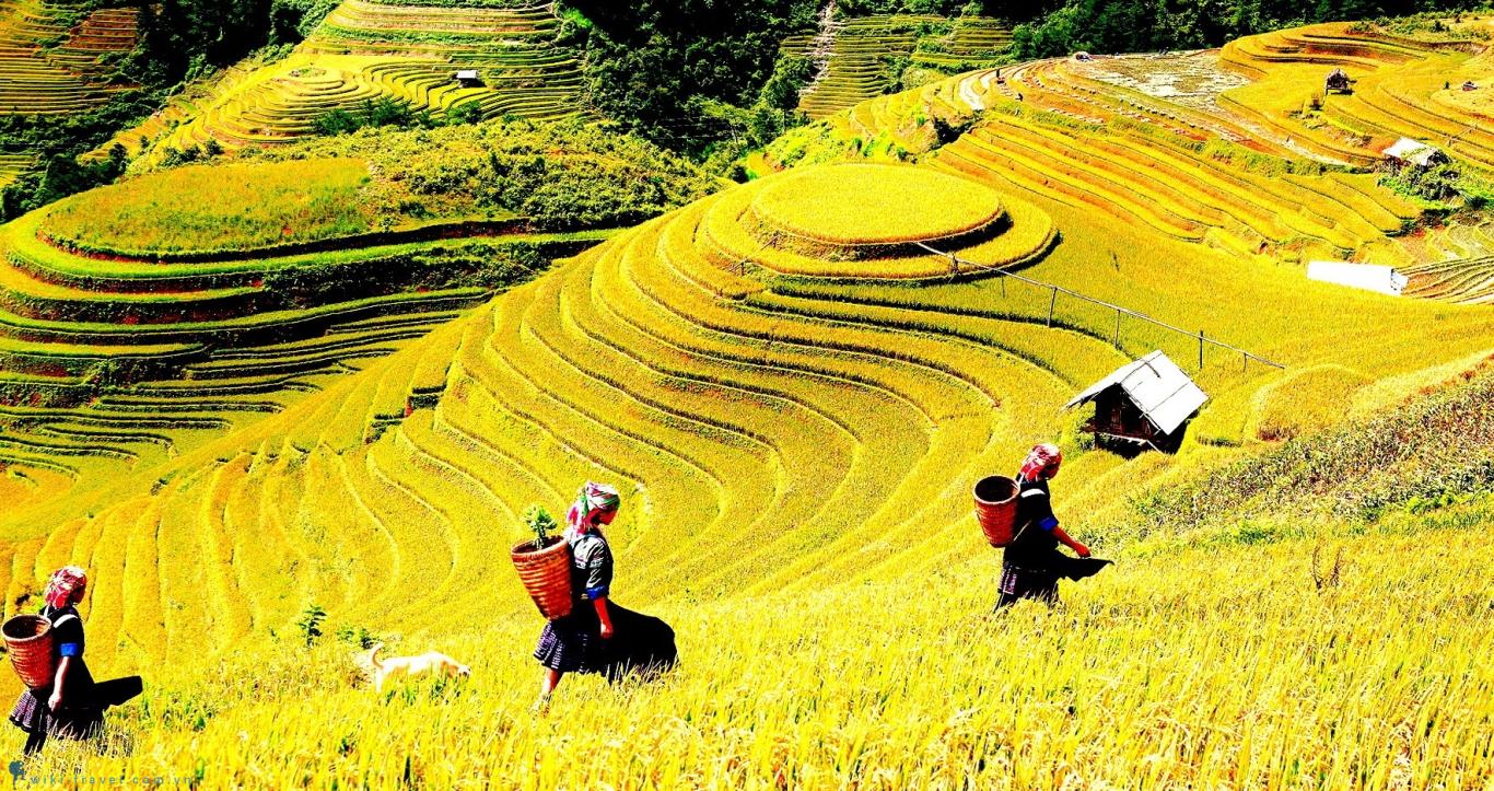 Tháng 9 này, đến Yên Bái thăm mùa vàng Mù Cang Chải