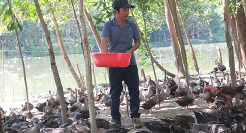 Thu tiền tỉ nhờ nuôi vịt trời