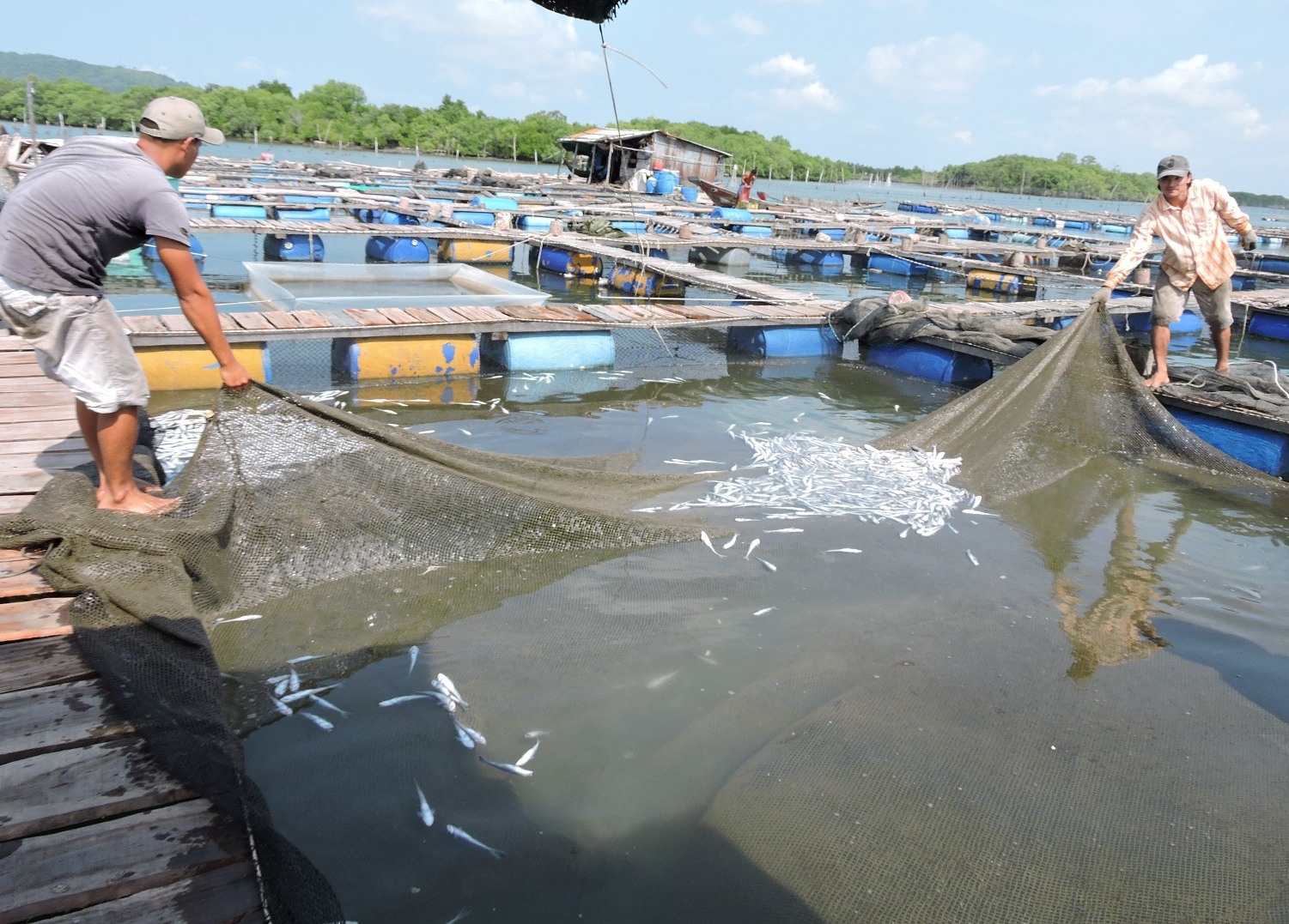 Cá chết khiến người dân lao đao