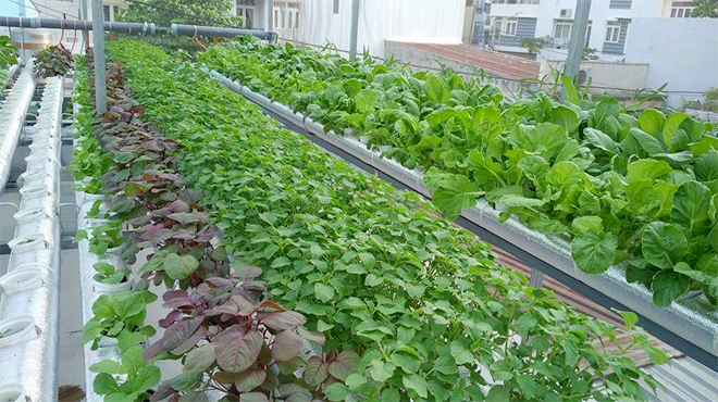 30 triệu làm vườn rau thuỷ canh trên mái ngói ở Sài Gòn