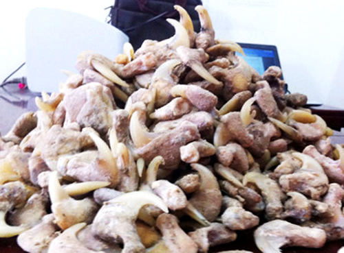 Mật phục, bắt thanh niên và thu giữ 680 móng vuốt nghi vuốt hổ
