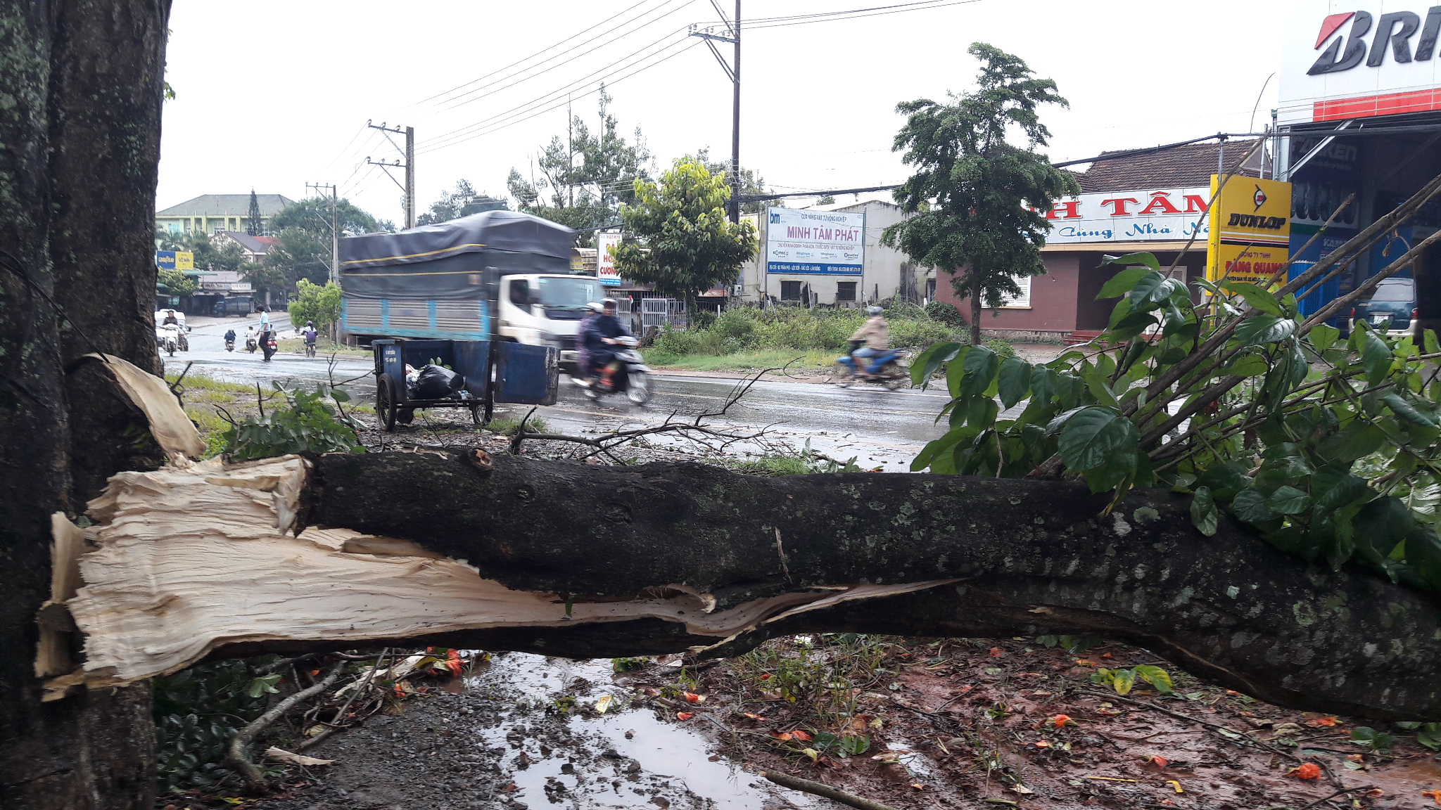 
Một c&acirc;y lớn bị ng&atilde; đổ chắn ngang đường
