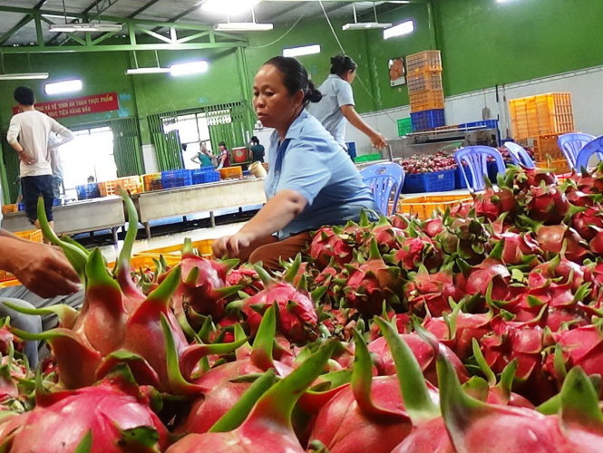 Xoài, chuối, thanh long… dồn dập xuất ngoại