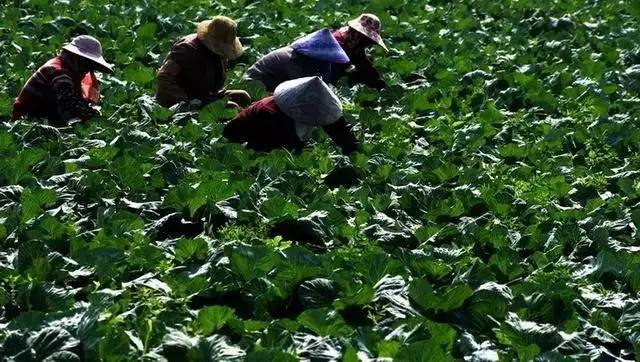 Thán phục trước cách làm nông nghiệp sạch "lạ đời" của người Nhật